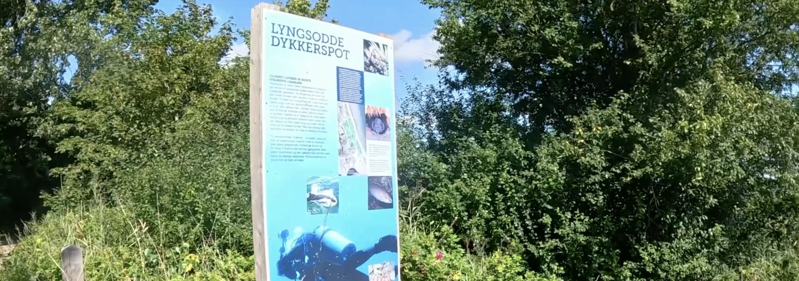 Lyngsodde dykkerspot